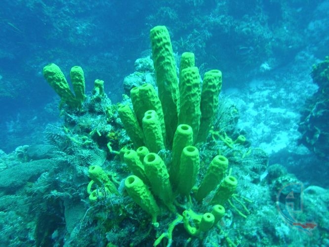 coral duro polipos largos